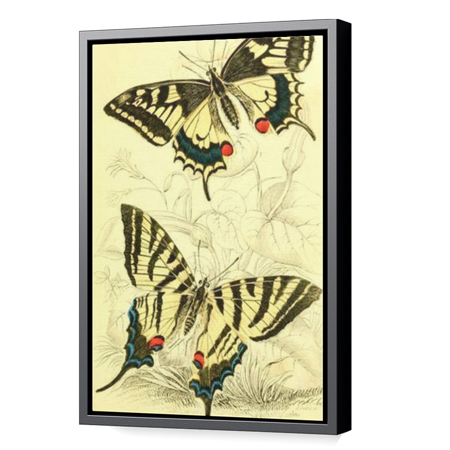 Thumbnail for Canvas - Black Floating Frame