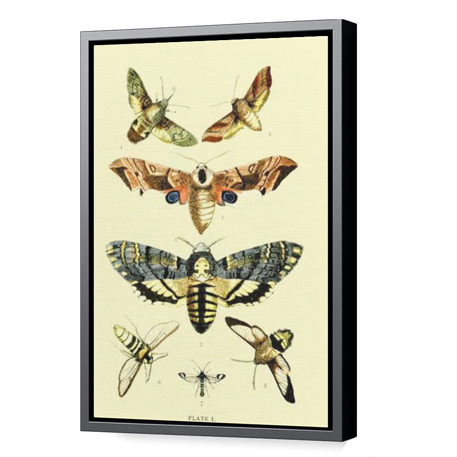 Thumbnail for Canvas - Black Floating Frame