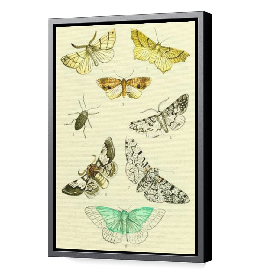 Thumbnail for Canvas - Black Floating Frame