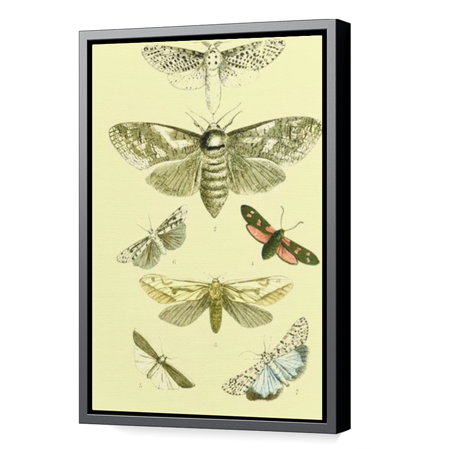 Thumbnail for Canvas - Black Floating Frame