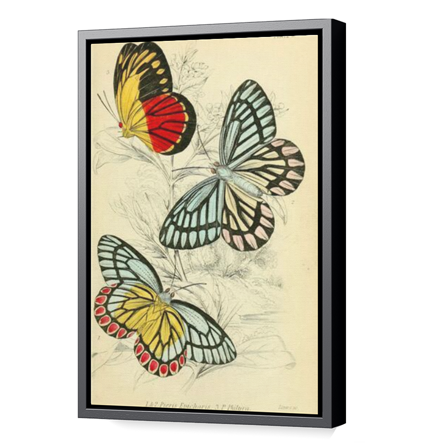 Thumbnail for Canvas - Black Floating Frame
