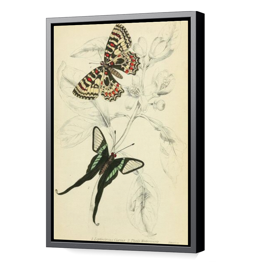 Thumbnail for Canvas - Black Floating Frame
