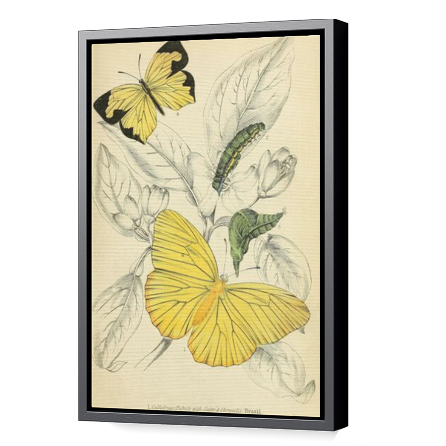 Thumbnail for Canvas - Black Floating Frame