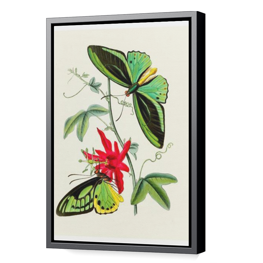 Thumbnail for Canvas - Black Floating Frame