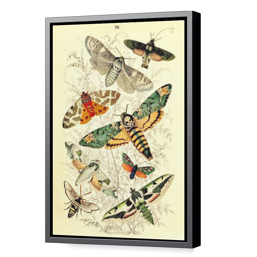 Thumbnail for Canvas - Black Floating Frame