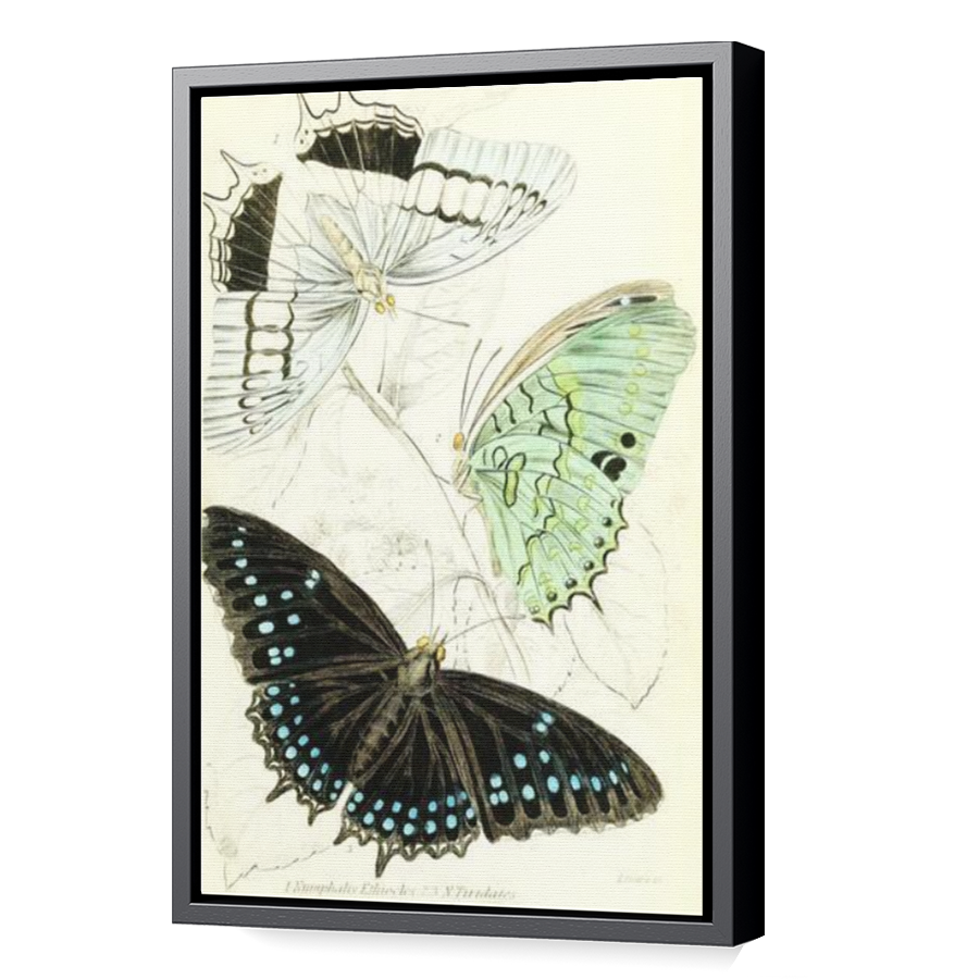 Thumbnail for Canvas - Black Floating Frame