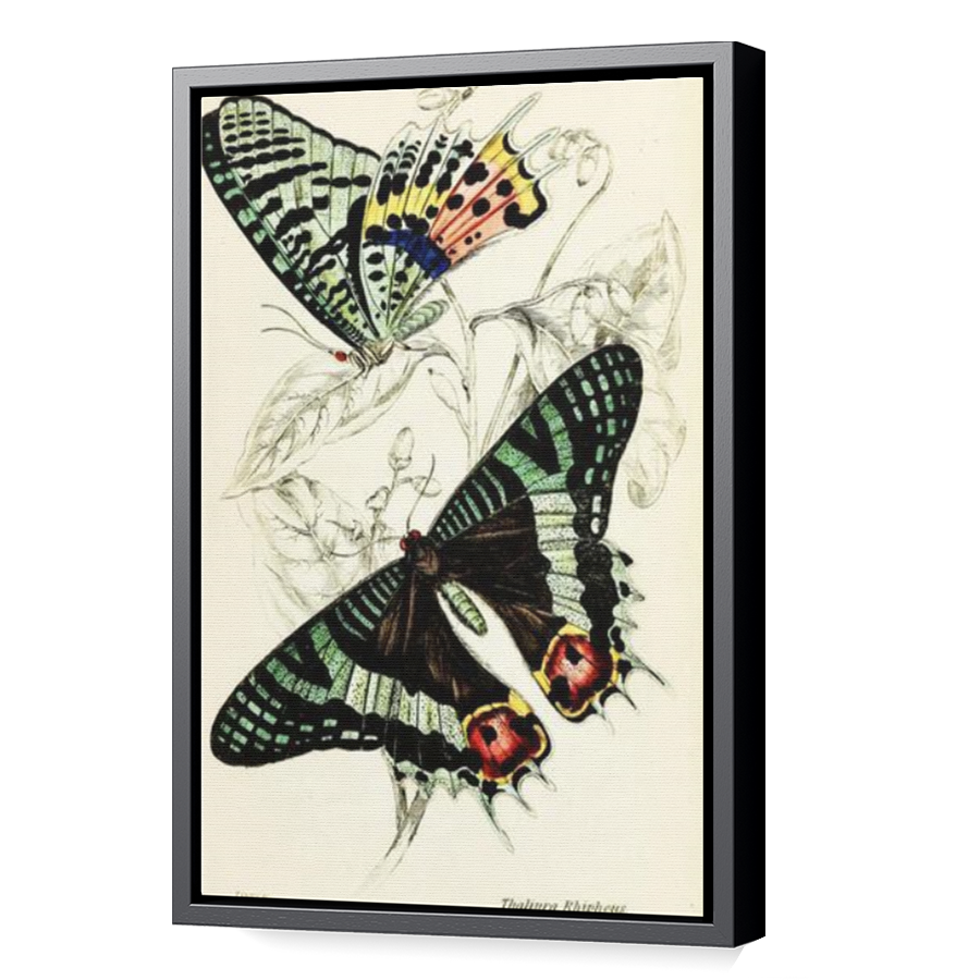 Thumbnail for Canvas - Black Floating Frame