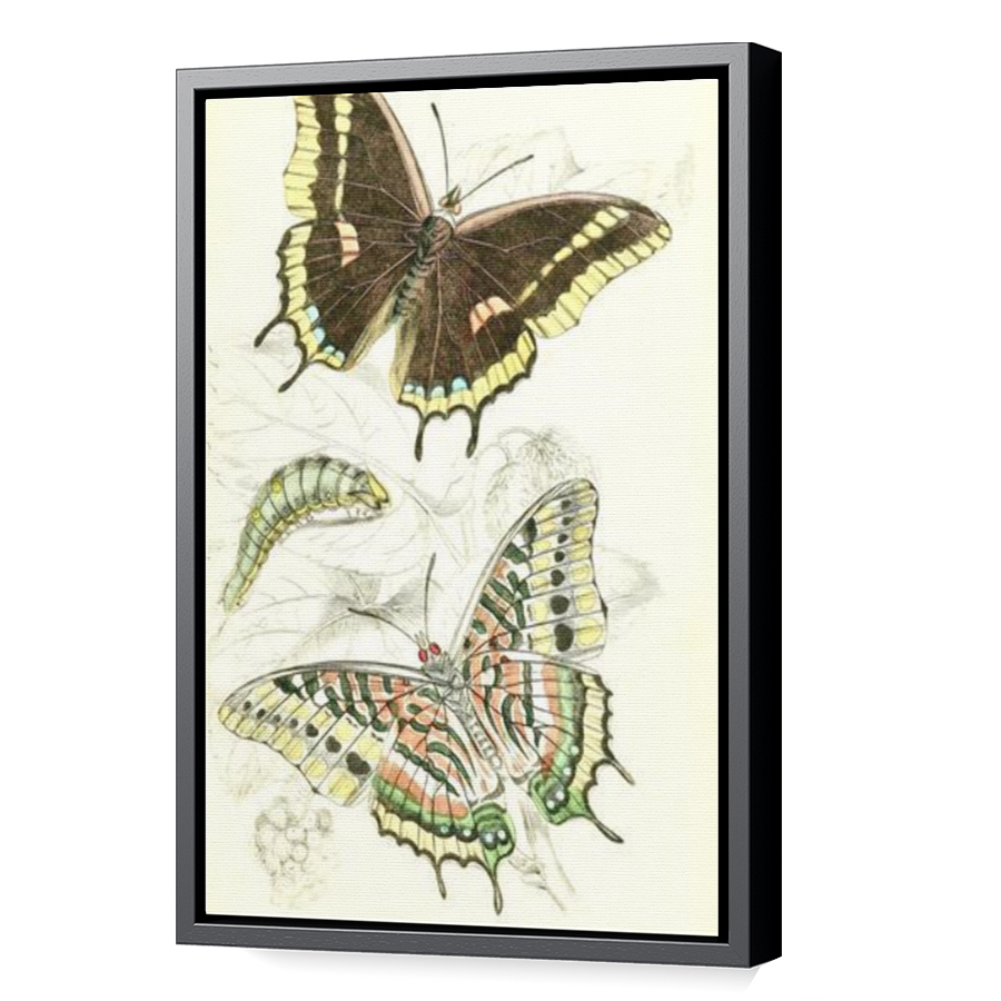 Thumbnail for Canvas - Black Floating Frame