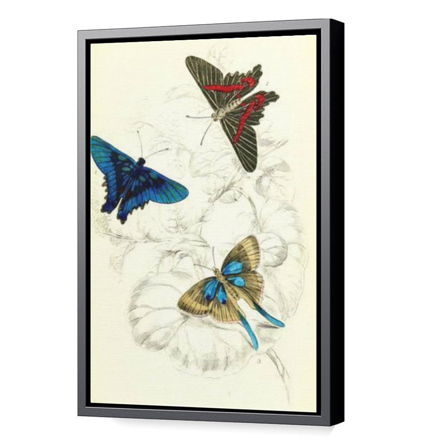 Thumbnail for Canvas - Black Floating Frame