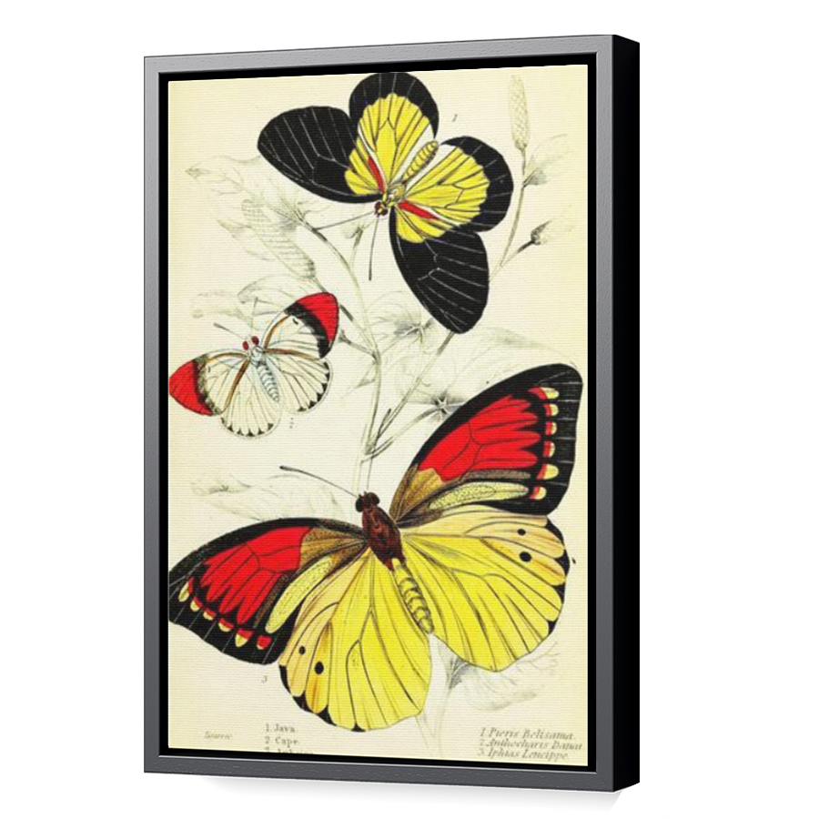 Thumbnail for Canvas - Black Floating Frame
