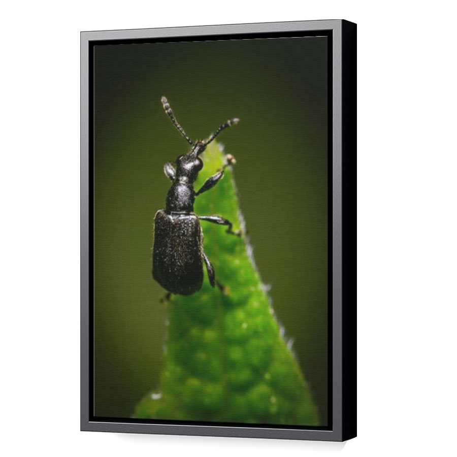 Thumbnail for Canvas - Black Floating Frame