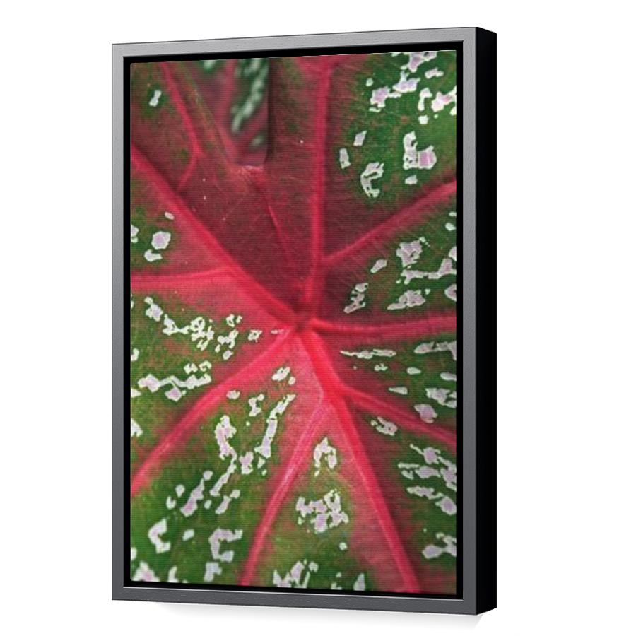 Thumbnail for Canvas - Black Floating Frame