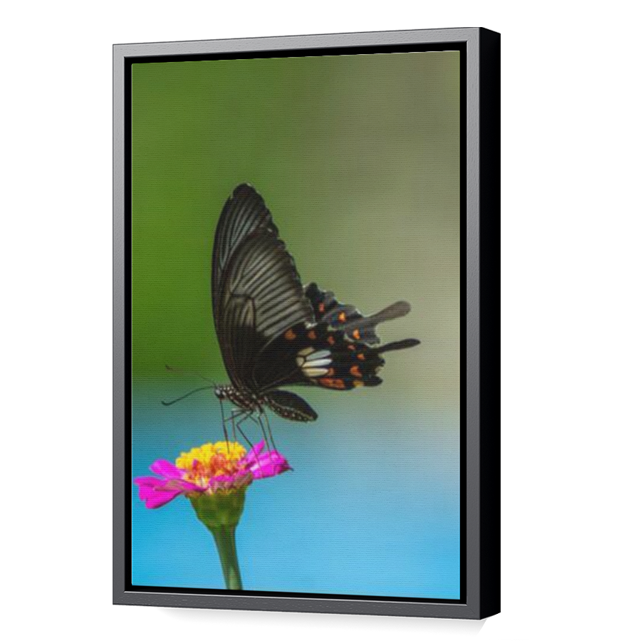 Thumbnail for Canvas - Black Floating Frame