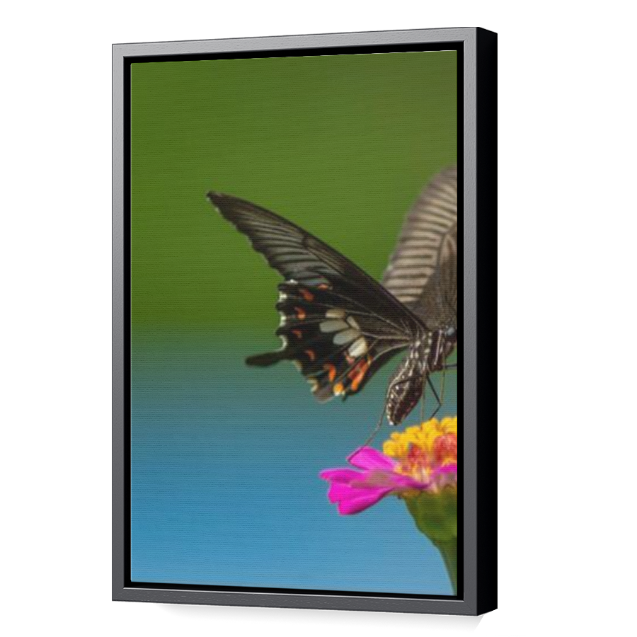 Thumbnail for Canvas - Black Floating Frame