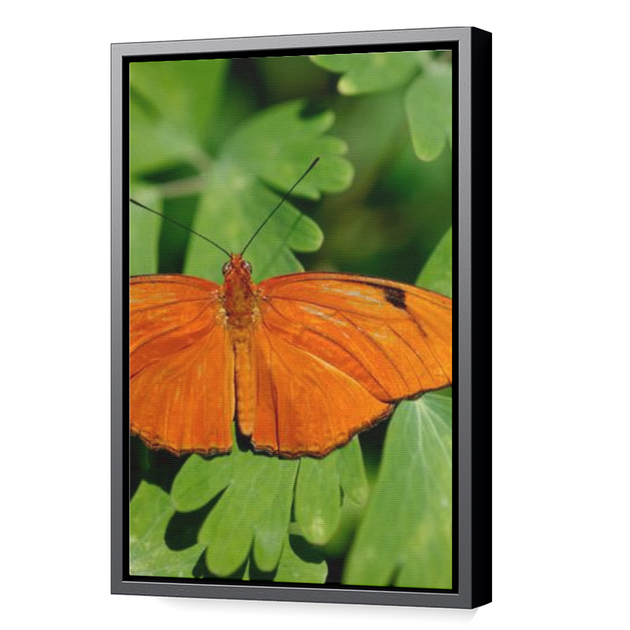 Thumbnail for Canvas - Black Floating Frame