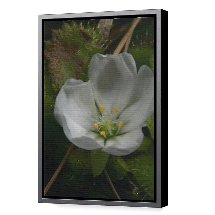 Thumbnail for Canvas - Black Floating Frame