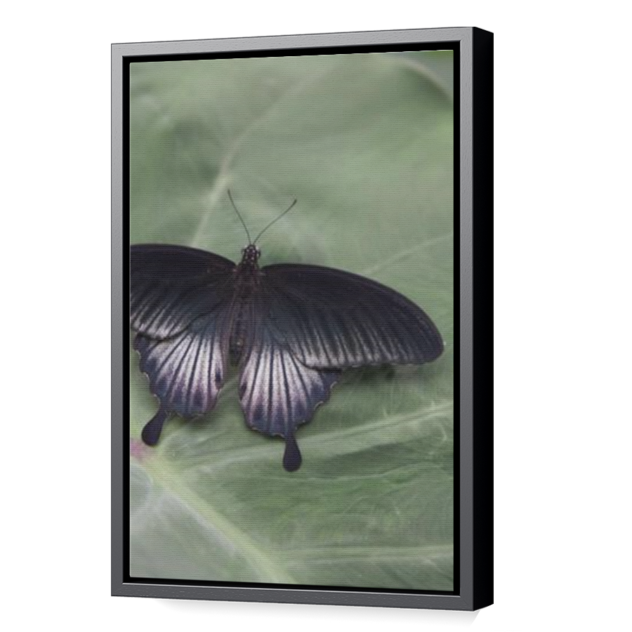 Thumbnail for Canvas - Black Floating Frame