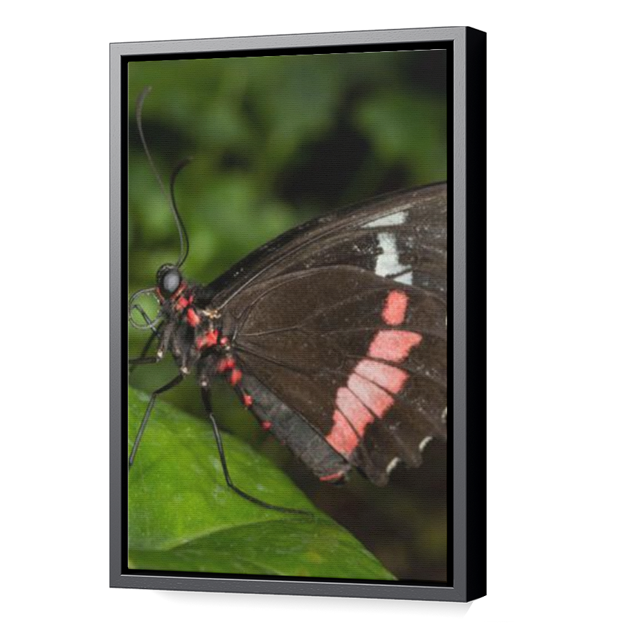 Thumbnail for Canvas - Black Floating Frame
