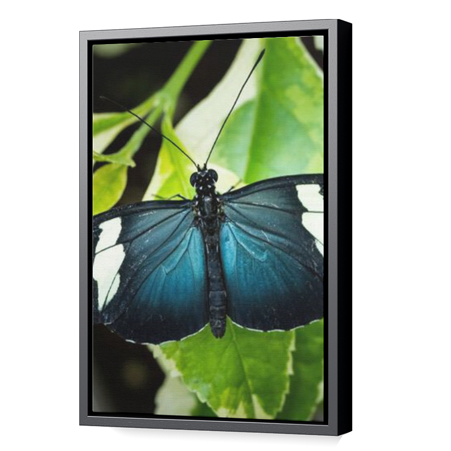 Thumbnail for Canvas - Black Floating Frame