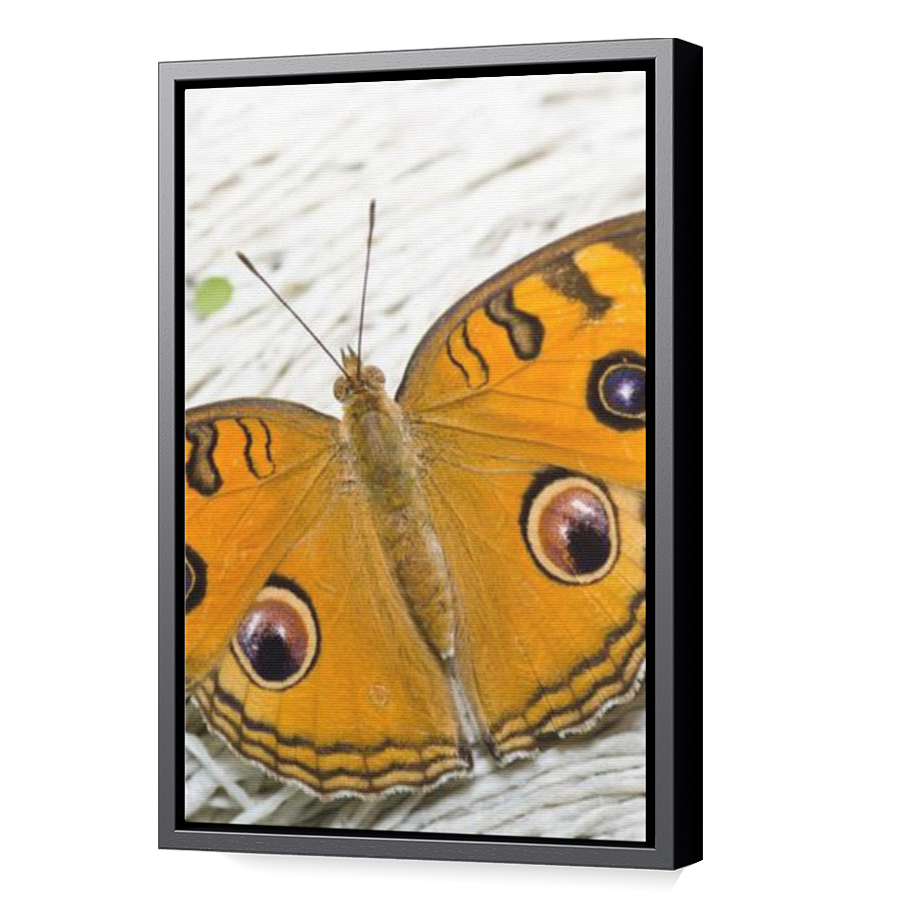 Thumbnail for Canvas - Black Floating Frame
