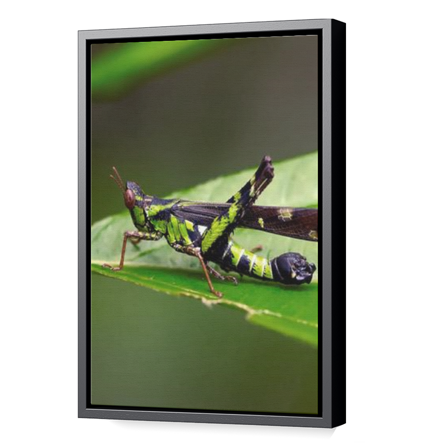 Thumbnail for Canvas - Black Floating Frame