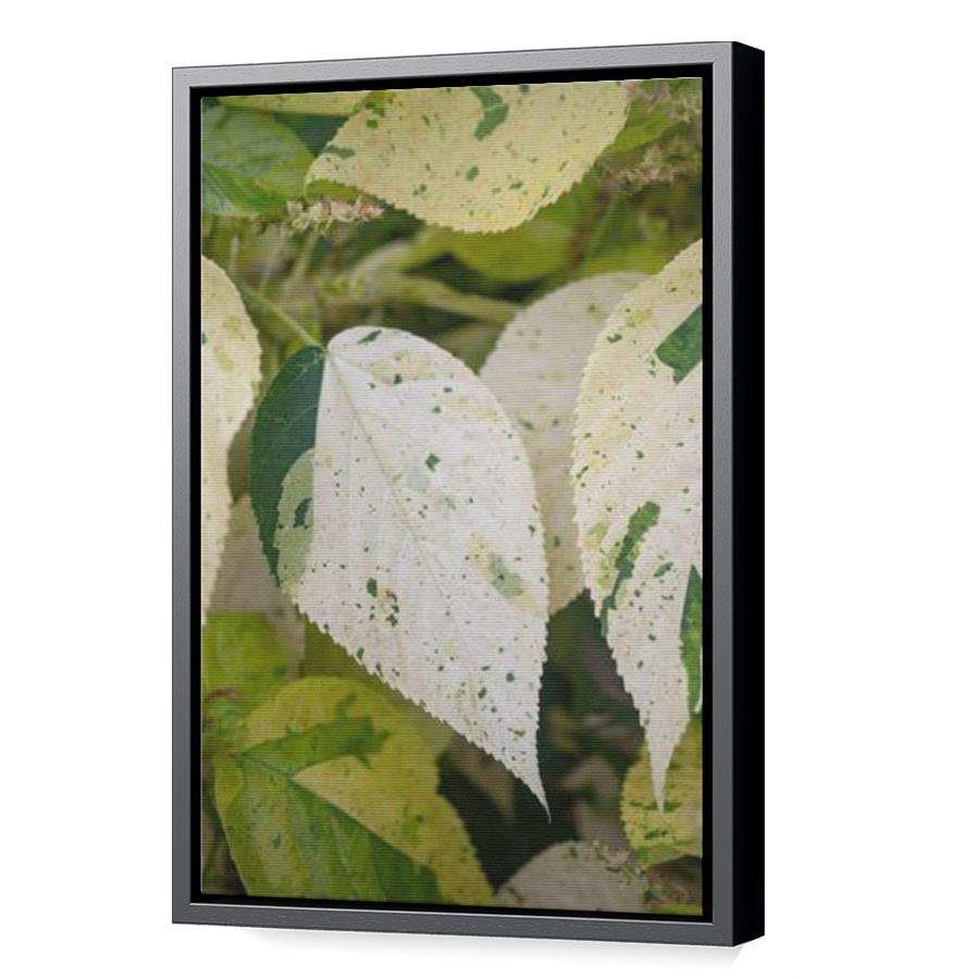 Thumbnail for Canvas - Black Floating Frame