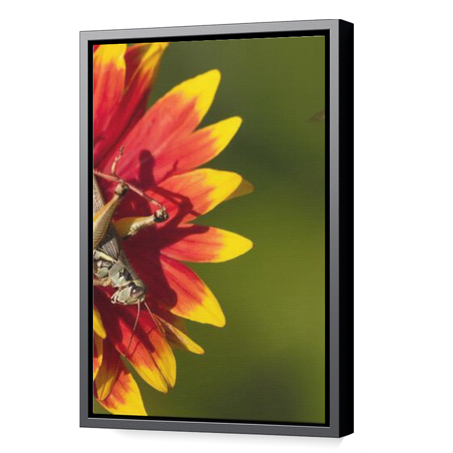 Thumbnail for Canvas - Black Floating Frame