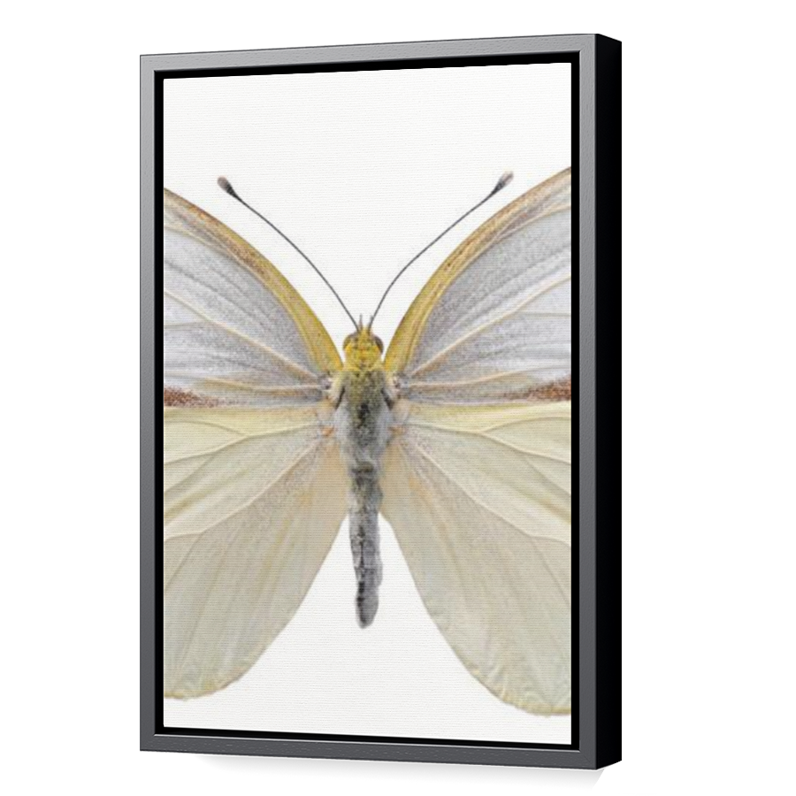 Thumbnail for Canvas - Black Floating Frame