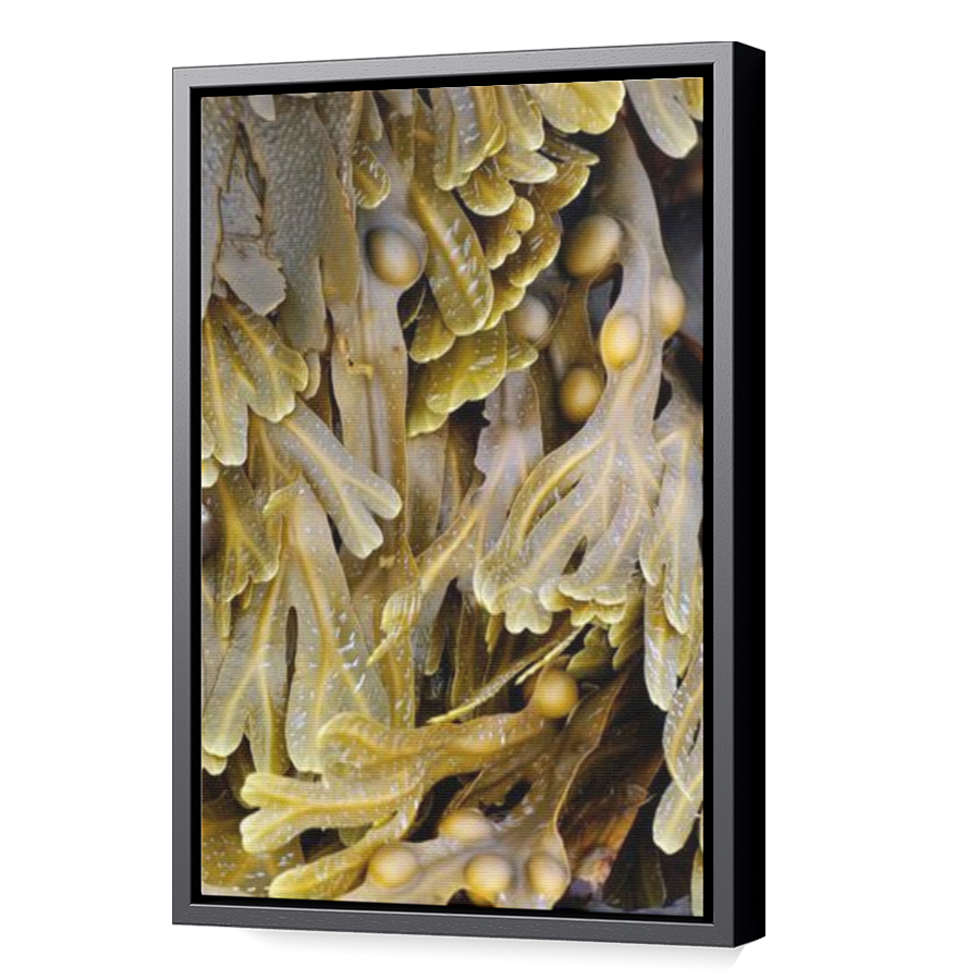 Thumbnail for Canvas - Black Floating Frame