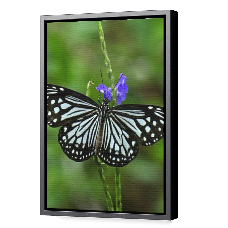 Thumbnail for Canvas - Black Floating Frame