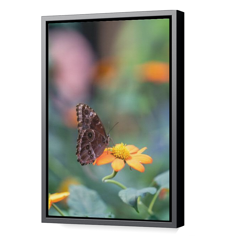 Thumbnail for Canvas - Black Floating Frame