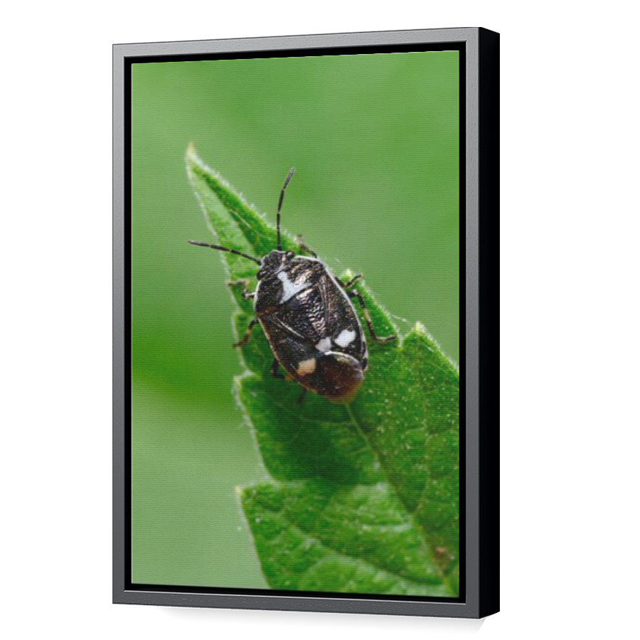 Thumbnail for Canvas - Black Floating Frame
