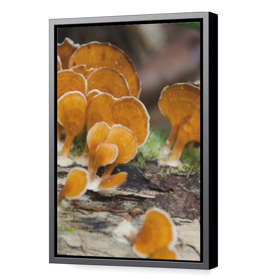 Thumbnail for Canvas - Black Floating Frame