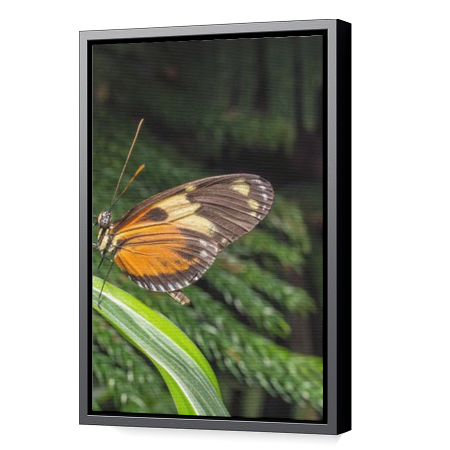 Thumbnail for Canvas - Black Floating Frame