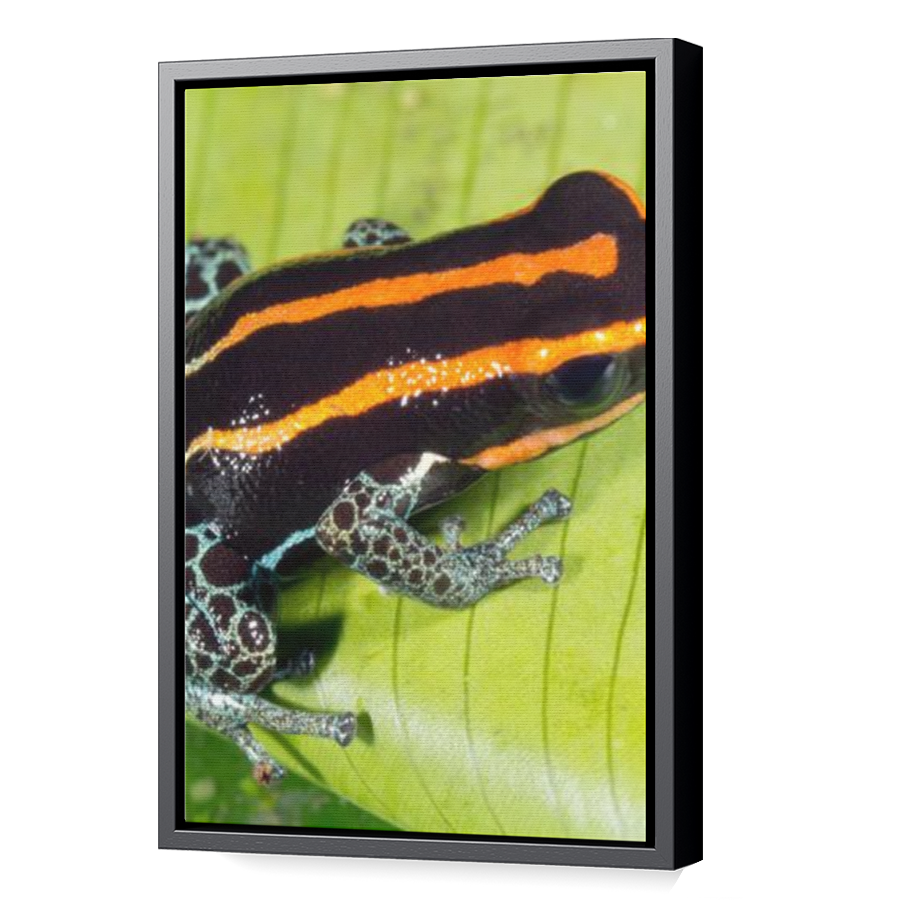 Thumbnail for Canvas - Black Floating Frame