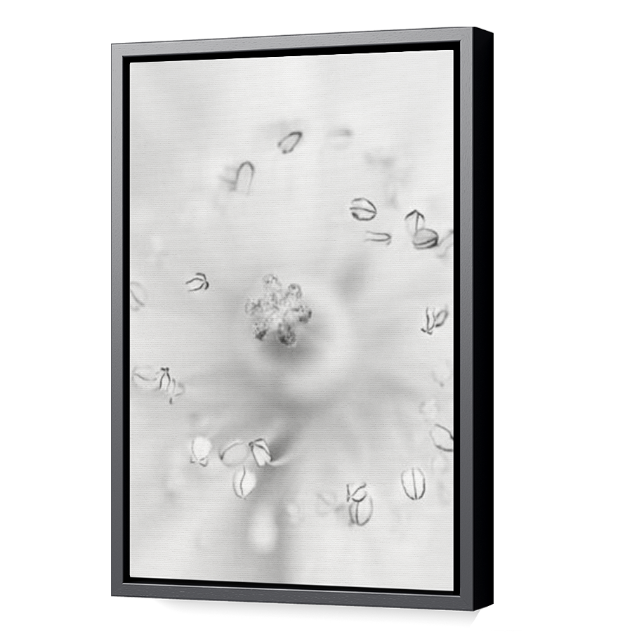 Thumbnail for Canvas - Black Floating Frame
