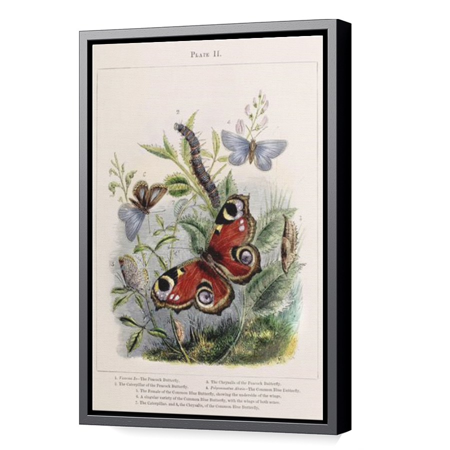 Thumbnail for Canvas - Black Floating Frame