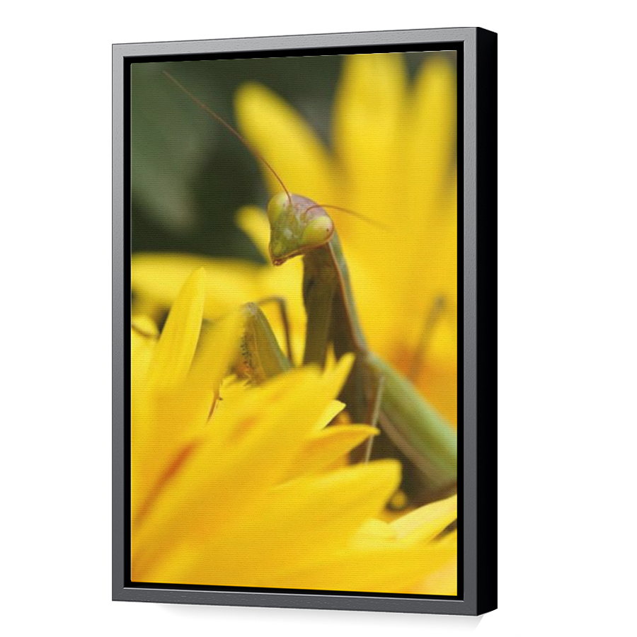 Thumbnail for Canvas - Black Floating Frame