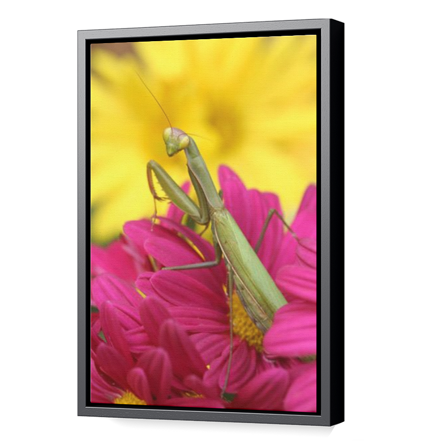 Thumbnail for Canvas - Black Floating Frame