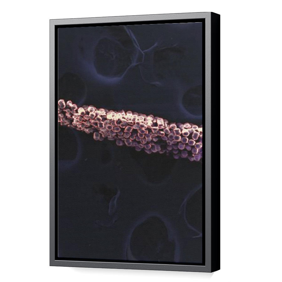 Thumbnail for Canvas - Black Floating Frame