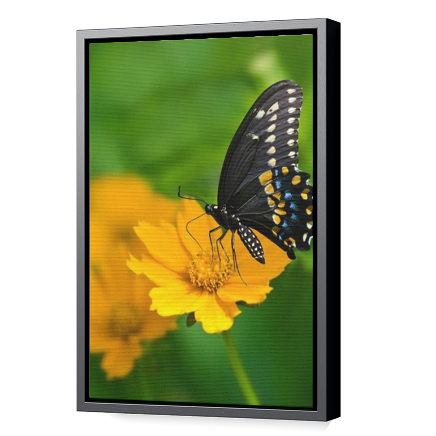 Thumbnail for Canvas - Black Floating Frame