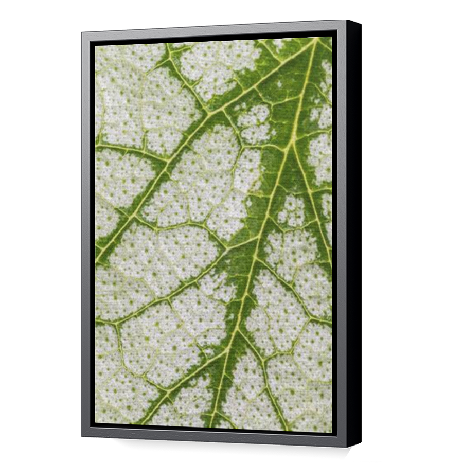 Thumbnail for Canvas - Black Floating Frame