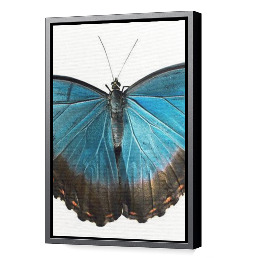 Thumbnail for Canvas - Black Floating Frame