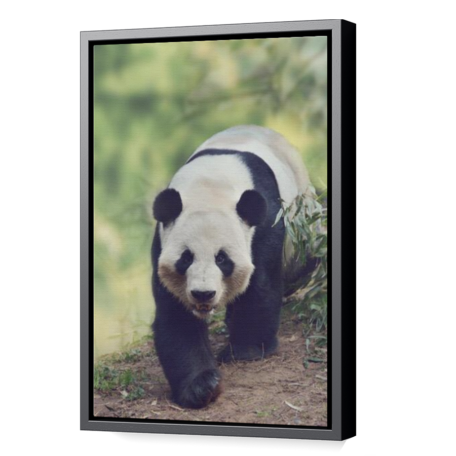 Thumbnail for Canvas - Black Floating Frame