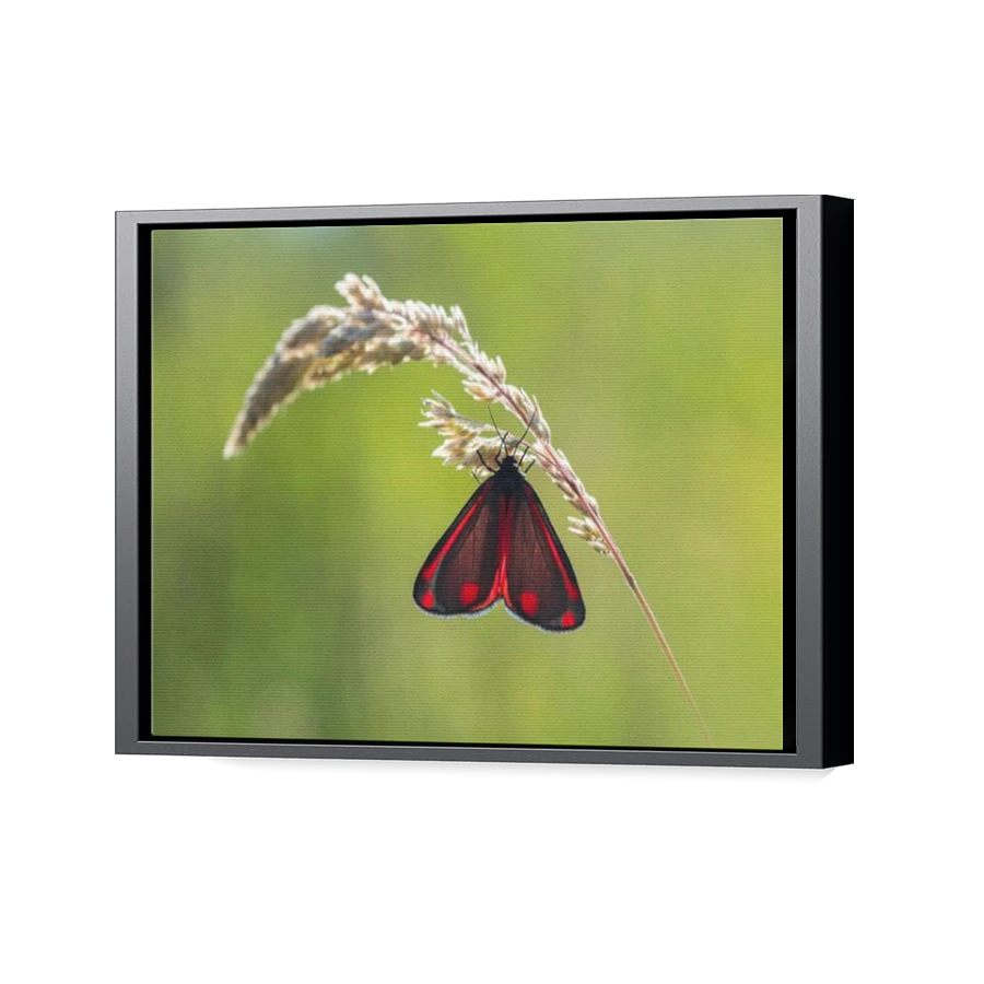 Thumbnail for Canvas - Black Floating Frame