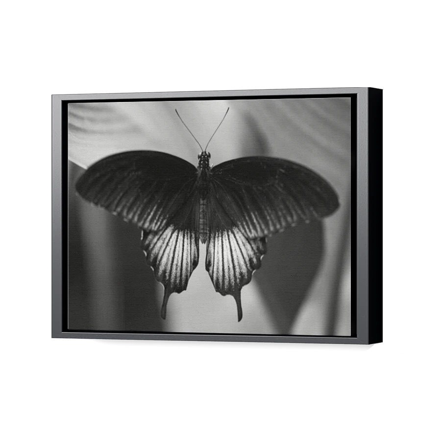 Thumbnail for Canvas - Black Floating Frame