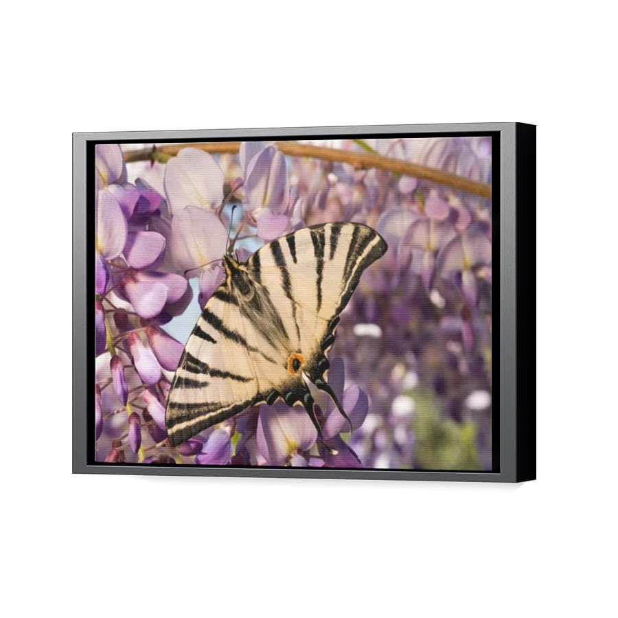 Thumbnail for Canvas - Black Floating Frame