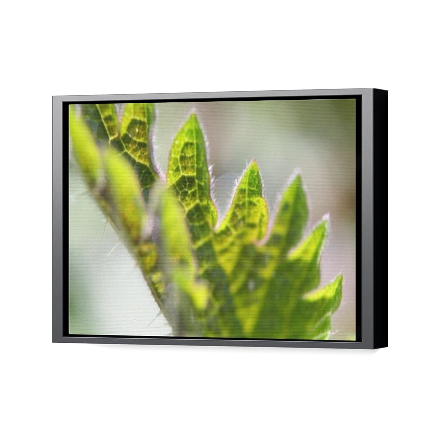 Thumbnail for Canvas - Black Floating Frame