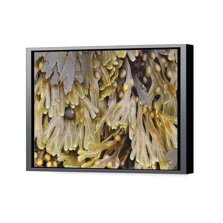 Thumbnail for Canvas - Black Floating Frame