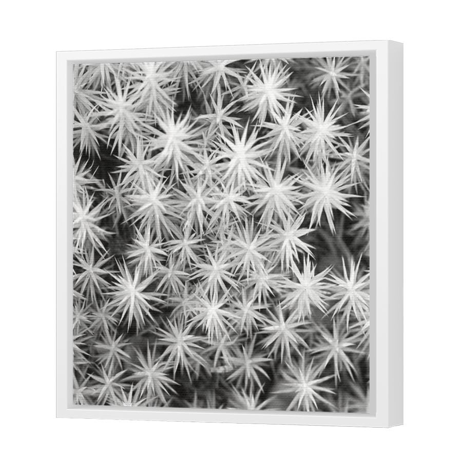 Thumbnail for Canvas - White Floating Frame